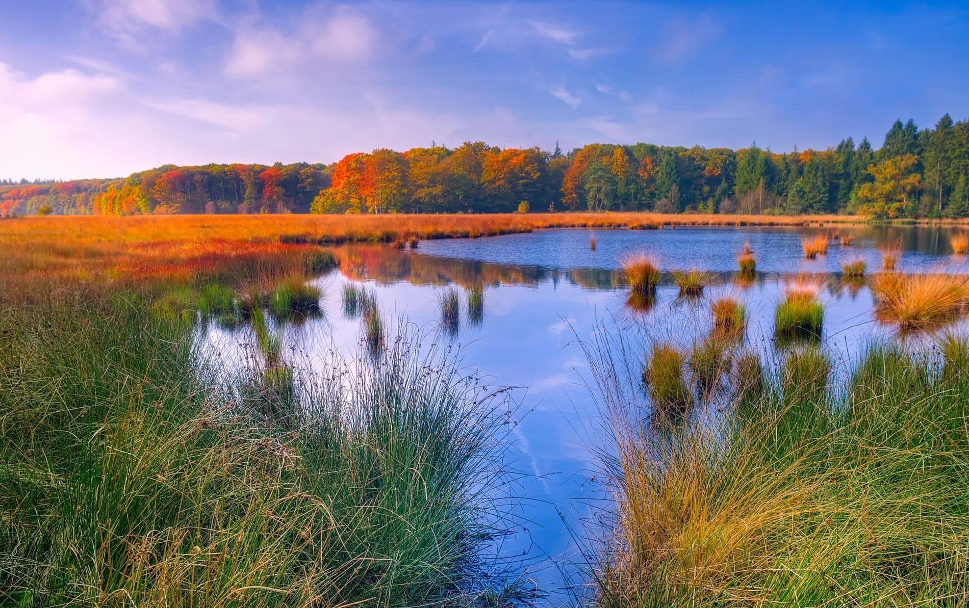 Pantanal brasileiro com natureza e áreas alagáveis